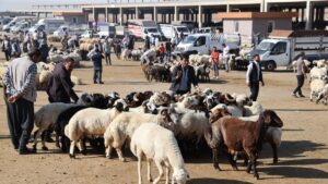 Movement increases in animal markets before Eid al-Adha in one of Türkiye’s leading livestock centers, Şanlıurfa, Türkiye, May 25, 2025. (AA Photo)