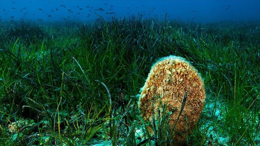 'Lungs of the seas' under severe threats