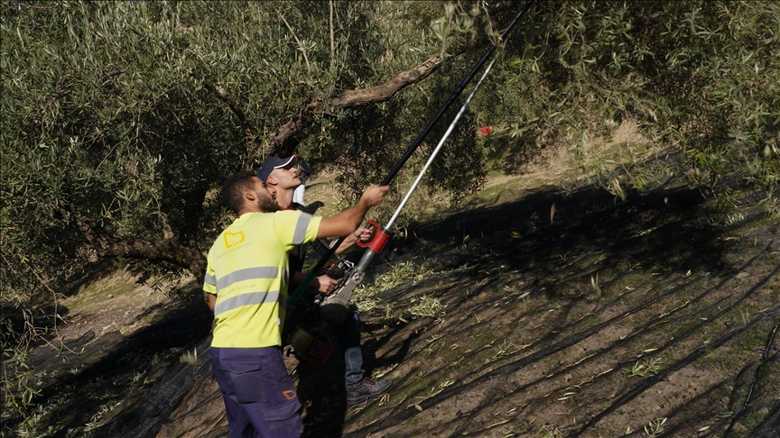 Spain's driest April on record pushes olive oil prices to 26-year high