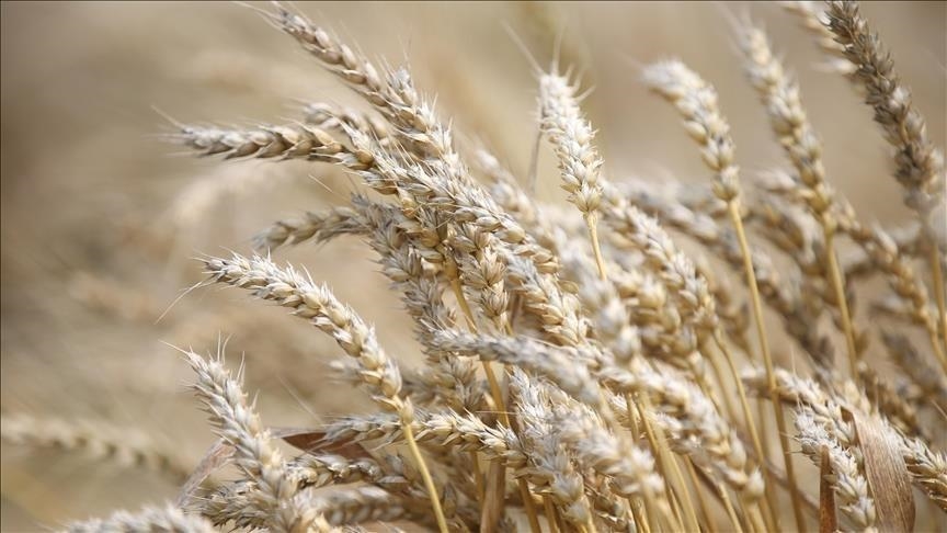 Canada’s agriculture sector needs 30,000 new farmers by 2033: Research