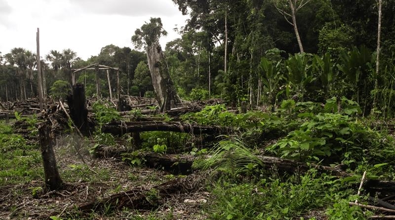 Net forest loss worldwide over 30-year period approximately 178M hectares: Expert