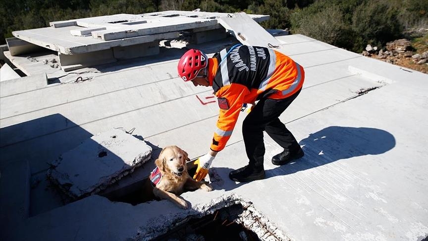Search, rescue dog becomes hero in Türkiye’s quake-hit region
