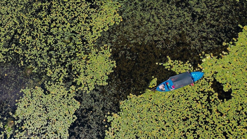 Covered with water lilies, Isikli Lake takes place as tourism hotspot in SW Türkiye