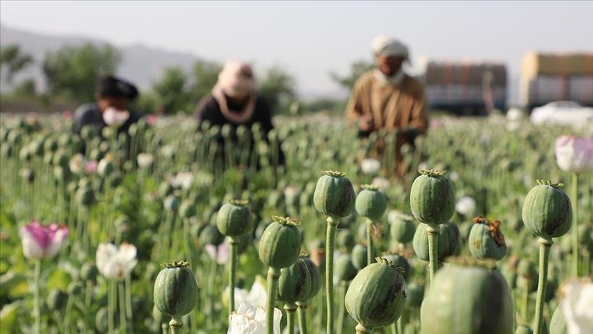 Taliban bring poppy cultivation to near zero, Afghans want alternate livelihood