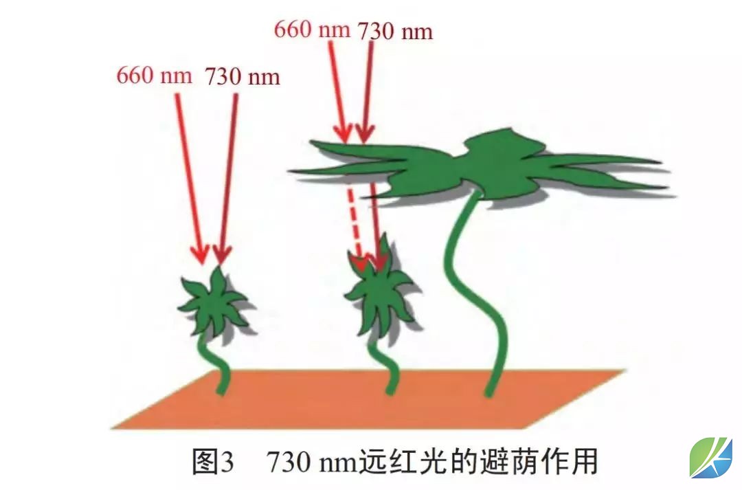 蜜桃mt传媒在线观影视频