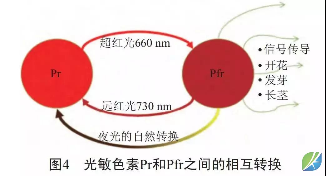 蜜桃mt传媒在线观影视频