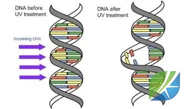 蜜桃mt传媒在线观影视频