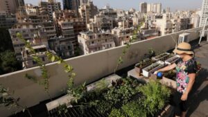 Many Lebanese are growing vegetables and fruit at home as food costs soar to new heights in the ailing country.