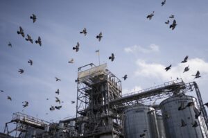 Birds fly around a grain handling and storage facility in central Ukraine, Nov. 10, 2023. (AP Photo)